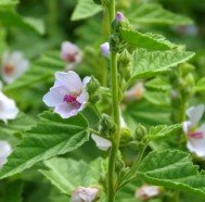 Althaea Officinalis