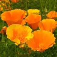 California Poppy Seed
