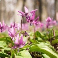 Corydalis Yanhusuo