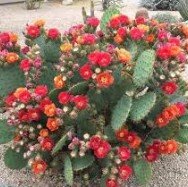 Opuntia Phaeacantha